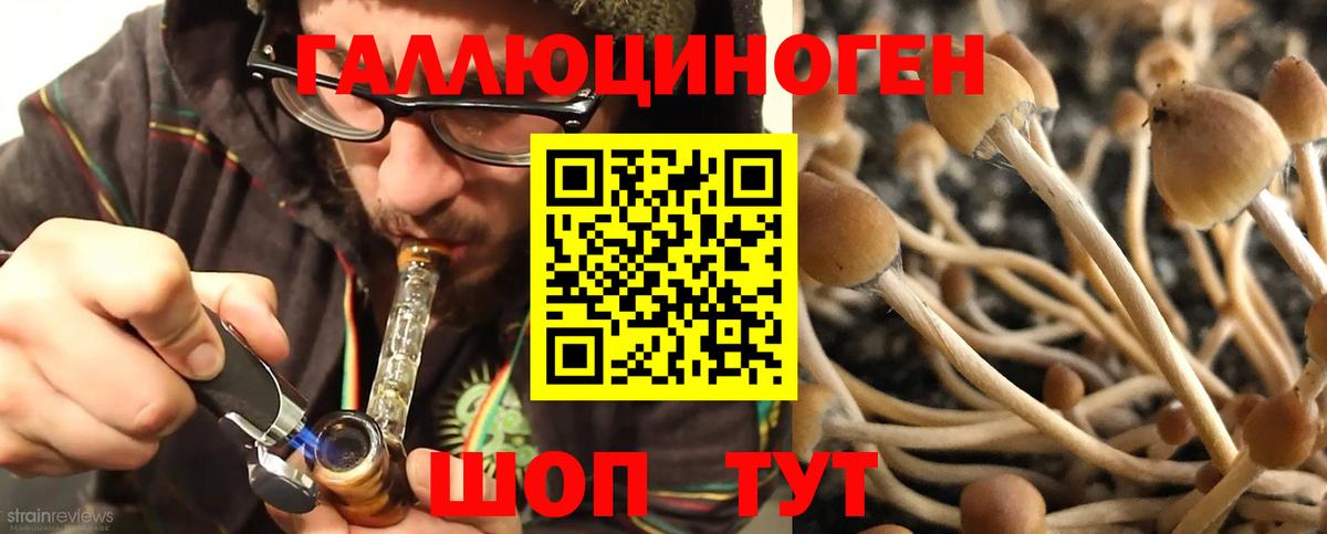 Псилоцибиновые грибы Psilocybine cubensis Оренбург
